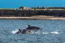Whales, dolphins and seals can be seen all across Scotland