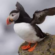Yorkshire Puffin Festival is back – with a weekend of puffin fun!