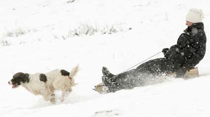A springer spaniel leads the way as sledgers make the most of the recent snowfall snow at Terrington bank.