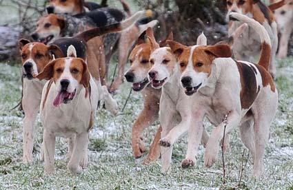 The Derwent Hunt hounds on a snowy New Year's Day at Thornton-le-Dale.