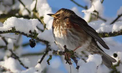 Bird in the snow at Rillington by Cara Atkinson.