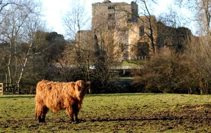 A highland cow stands in a field in front of Helmsley Castle.