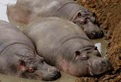 Hippos wallowing in the mud at Flamingoland near Pickering.