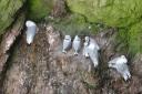 Five healthy-looking kittiwake chicks on Scarborough’s Castle Cliff