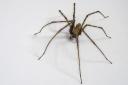 Male house spiders go walkabout this time of year in search of females