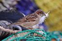 Scientists are looking at whether disease might be causing a decline in house sparrows  Picture: Pam Parsons 