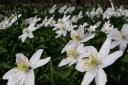Wood anemones, sometimes known as moggy’s night gown or gradmother’s nightcap, in Caukleys Wood, near Hovingham