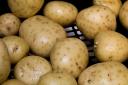 Potatoes were the subject of one of Dan Quayle’s most famous blunders of all back in June 1992   Picture: Pixabay