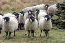 Sheep grazing considered
