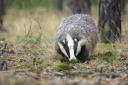 Will urbanites see sense on badgers?