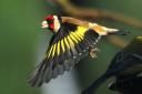 A goldfinch leaves a bird feeder. You will recognise them from their loud, but pleasing chattering from a nearby tree or trees   Picture: David Harrison