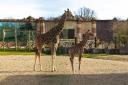 Baby giraffe Sophie, one of many new additions at Flamingo Land