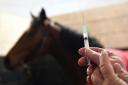 A horse is given an equine flu booster vaccination, after 62 confirmed cases in June
Picture: Joe Giddens/PA Wire