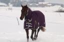 Horse owners are advised to give their horses regular exercise throughout the winter