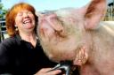Miss Piggy with Tricia Horsley, from Avenue Farm , Acaster