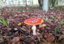 This picture of a toadstool mushroom has been taken in Slingsby  Picture: Daniel Medelete