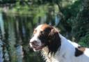 One wet Dilly Doo at Thornton-le-Dale duckpond by Clare Skaife, Thornton-le-Dale