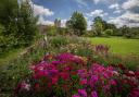 The cut flower border at Helmsley Walled Garden, which is hoping to reopen in August    Picture: Colin Dilcock