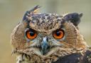 An eagle owl