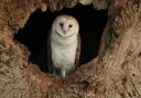 The first months of the life of Solo the barn owl attracted a worldwide audience after Robert Fuller streamed footage via his YouTube channel Picture: Robert Fuller
