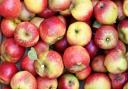 Autumn is now upon us and is serving up many delights, including apples from many local orchards