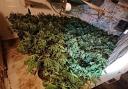 Harrogate cannabis farm uncovered an arrests made
