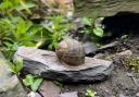 The average British garden is home to thousands of snails.