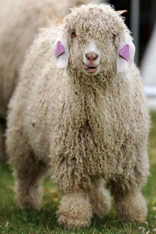 An angora goat kid at the Great Yorkshire Show. 