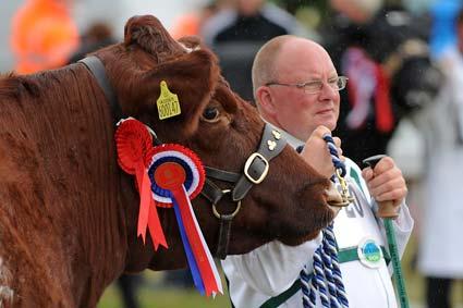 Supreme beef cattle championship at the Great Yorkshire Show. 