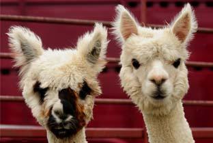 Alpacas from Granary Alpacas, in Stamford Bridge, were one of the popular animal attractions at Bishop Wilton Show.