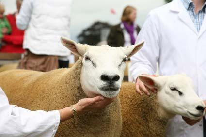 A Texel Sheep at malton Show.