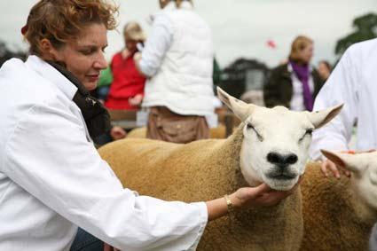 Sarah Beachell with one of her Texel Sheep from Beswick Hall which were being shown at Malton Show.