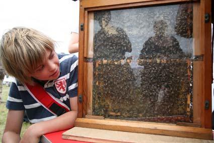 A young visitor learning about bees at the Malton Bee Keepers tent at Malton Show.
