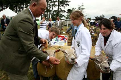 George Bulmer, with his sister Maisie, and Tina Dougherty wait whilst judges look at their Sharolais sheep from the Shamrock Flock at Kirbymisperton, which went on to win their group at the Malton Show. 