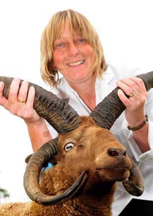  Judith Hawkhead, from Raskelf  with her champion Manx Loaghton Sheep