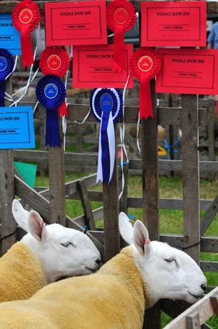 Ryedale Show 2010.