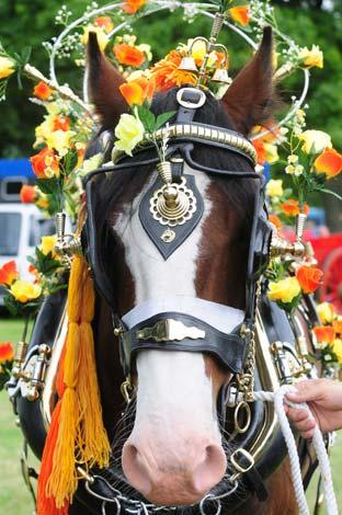 Decorated Horse Category.