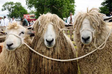 Long Wool Leicester sheep at Ryedale show.