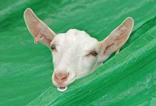 A goat takes a nibble out of its pen cover at Thornton-le-Dale Show.