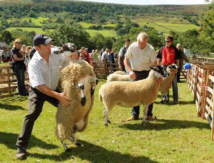 Kevin Adams with winning female mule gimmer lamb.