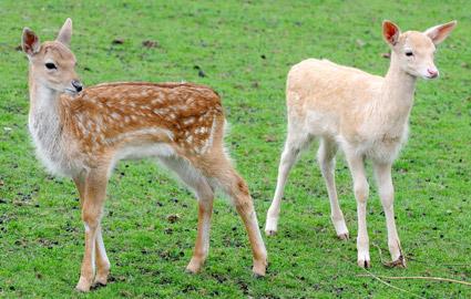 New fallow deer foals  make an appearance at Yorkshire Lavender.