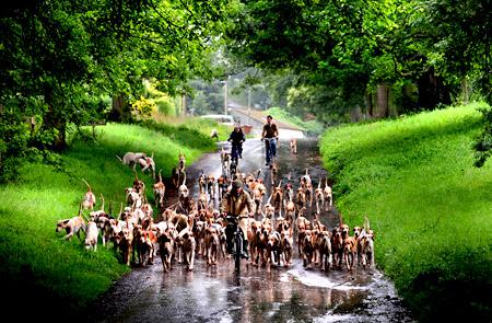 Hounds are exercised by bicycle during the summer months, and Press photographer Anthony Chappel-Ross captured this image of members of Middleton Hunt out early one morning near Malton during the last days of August.