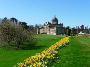 Daffodils at Castle Howard by Nick Fletcher.