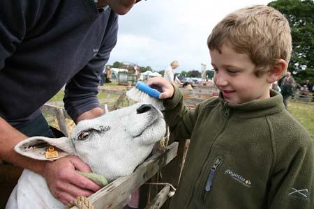 Six year old James Chapman helps his father Andrew groom his Texel Sheep Tulip in preparation for Malton Show.