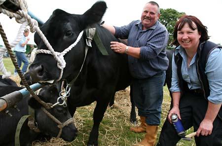 Jenny Bulmer and Alan Turnbull cleaning up Jenny's heifer, Howldale Estella Artois, at the Malton Show.
