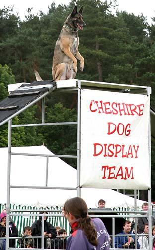 A dog and owner take part in a display by the Cheshire Dog Display team at Malton Show