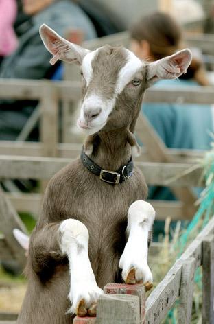 An inquisitive goat gets a better view at the show.