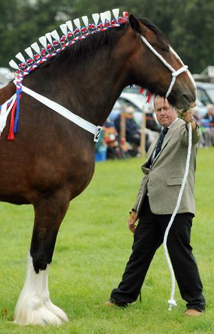 Mark Richardson showing his shire horse, Bewholme Moonlight Sensation, who won supreme heavy horse.