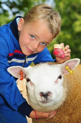 Jake Clough prepares his Dutch Texel Sheep  for the Young Handler Class