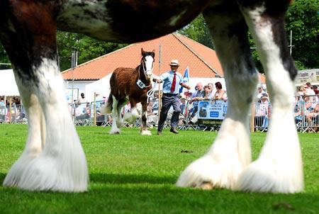Sue Rutter’s Clydesdale in action at at Thorton-le-Dale Show